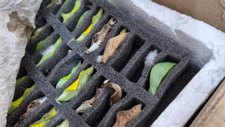 Bu da “kelebek” kaçakçılığı!