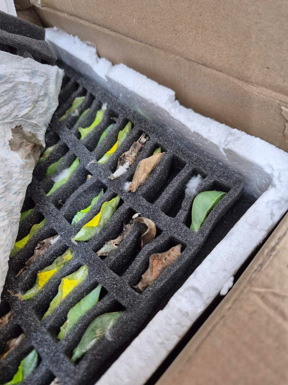 Geçerli görselin alternatif metni yok. Dosya adı: kelebek.jpg