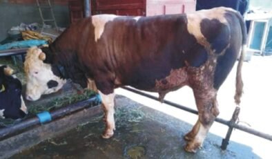 Kurbanlık fiyatları belli oldu!