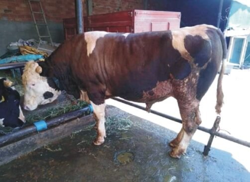 Kurbanlık fiyatları belli oldu!