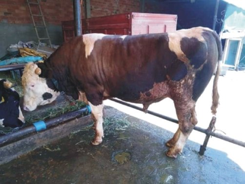 Geçerli görselin alternatif metni yok. Dosya adı: kurban.jpg