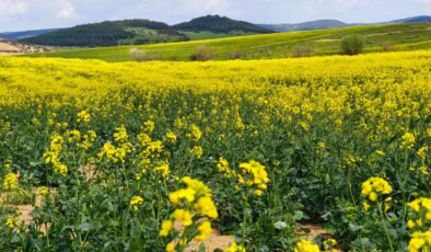Üreticinin umudu ‘sarı altında’!