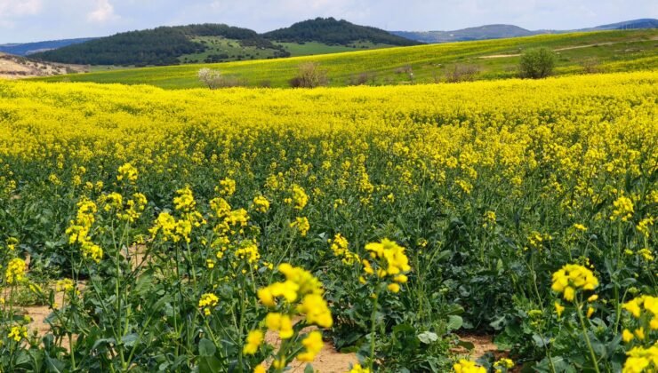 Üreticinin umudu ‘sarı altında’!