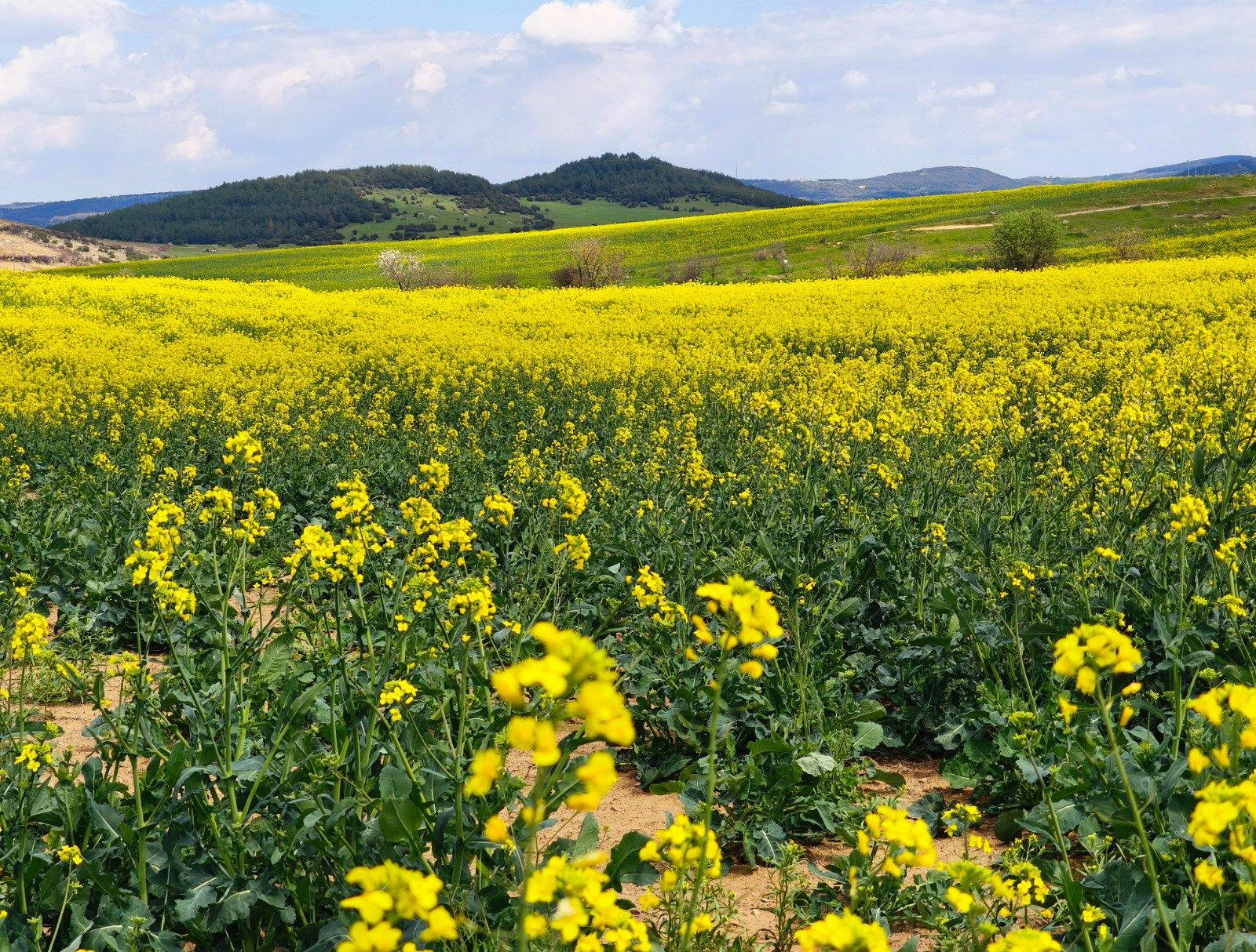 Geçerli görselin alternatif metni yok. Dosya adı: sari-altin-kanola-5.jpeg