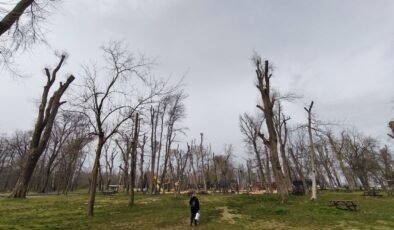 ‘Keltoş’ orman!