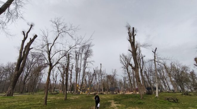 ‘Keltoş’ orman!