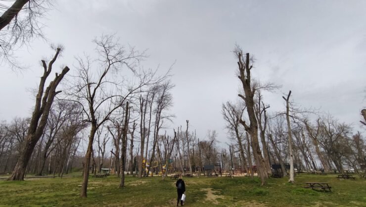 ‘Keltoş’ orman!