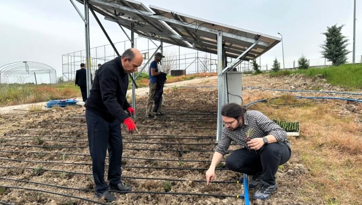 Temiz enerji ile bitkisel üretim