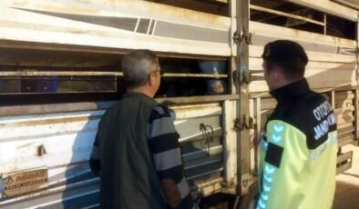 Belgesiz büyükbaş taşıyan sürücüye; 42 bin 86 lira ceza!