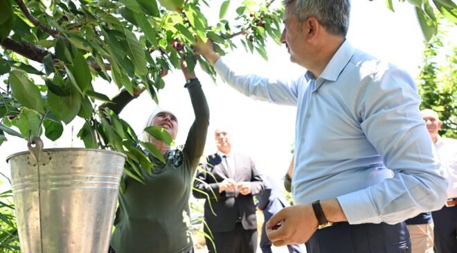 Dalları bastı Çeribaşı