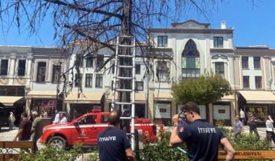 Yavru kediye ‘yardım eli’