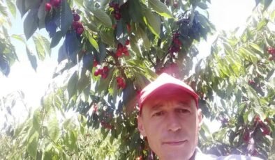 Tescilli kiraza hasat etkinliği