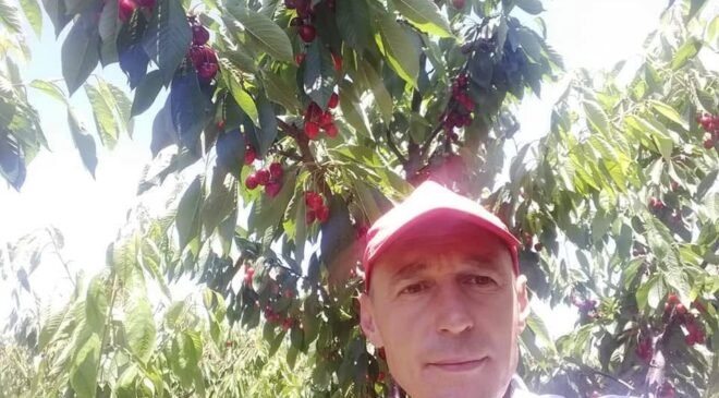 Tescilli kiraza hasat etkinliği