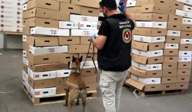 Tavukların arasında 526 kilo uyuşturucu!