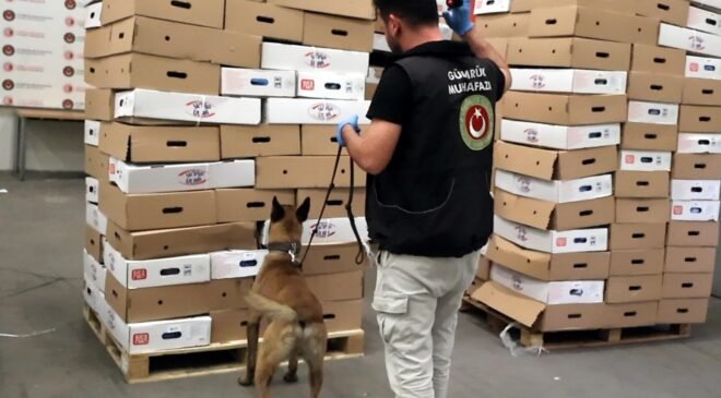 Tavukların arasında 526 kilo uyuşturucu!