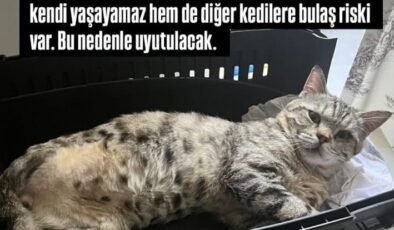 Beş günlük ömrü kaldı