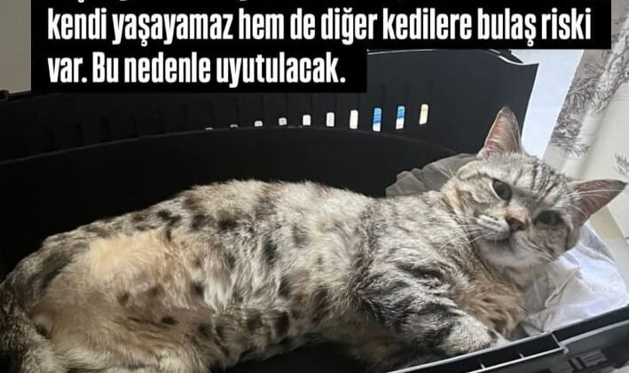 Beş günlük ömrü kaldı