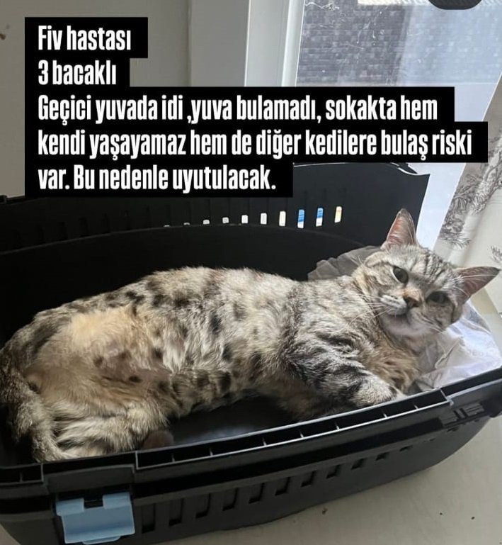 Geçerli görselin alternatif metni yok. Dosya adı: kedi.jpg