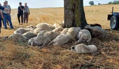 Yıldırımdan 30 koyun öldü