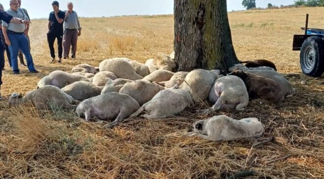 Yıldırımdan 30 koyun öldü