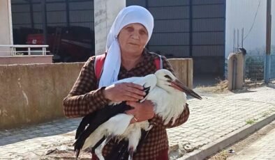 Yaralı leylekler koruma altında