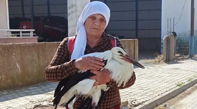 Yaralı leylekler koruma altında