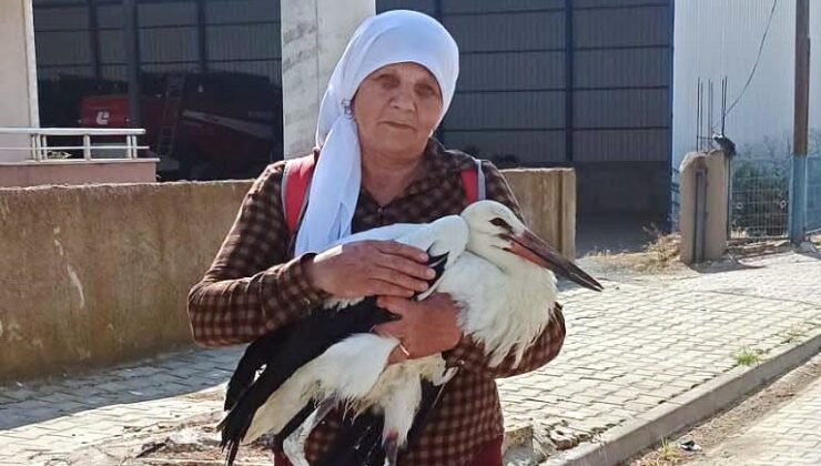 Yaralı leylekler koruma altında