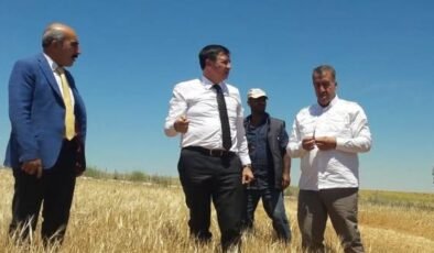 Buğday ve ekmekte ters orantı!