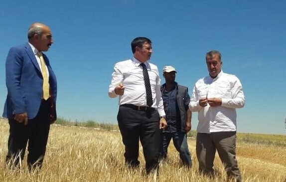 Buğday ve ekmekte ters orantı!