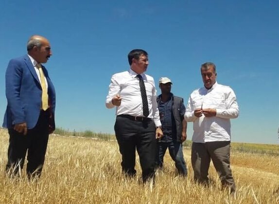 Buğday ve ekmekte ters orantı!