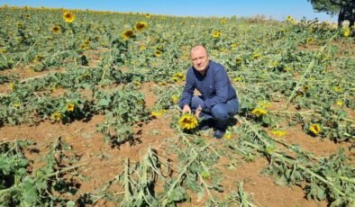 Tekirdağ’da dolu afeti