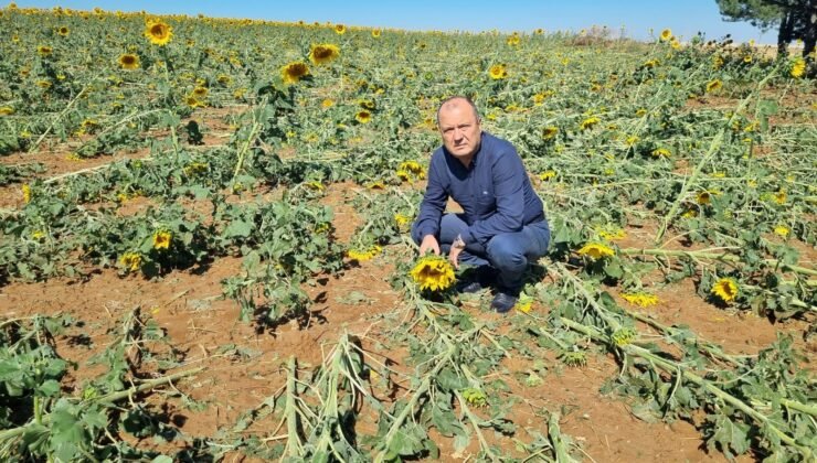 Tekirdağ’da dolu afeti