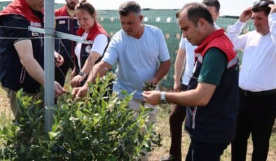 İpsala’da ‘yaban mersini’ hasadı!
