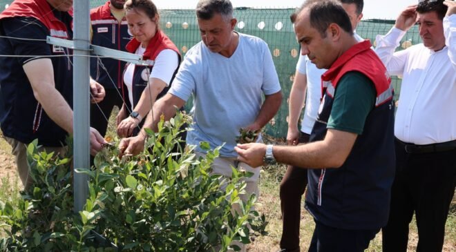 İpsala’da ‘yaban mersini’ hasadı!