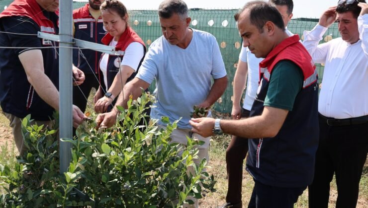 İpsala’da ‘yaban mersini’ hasadı!