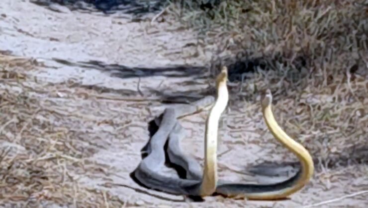 Yılanların ‘çiftleşme dansı’ kamerada!