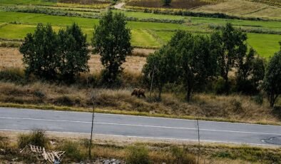 Subaşı’nda ‘bozayı’ uyarısı!
