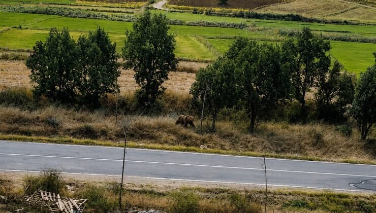 Subaşı’nda ‘bozayı’ uyarısı!