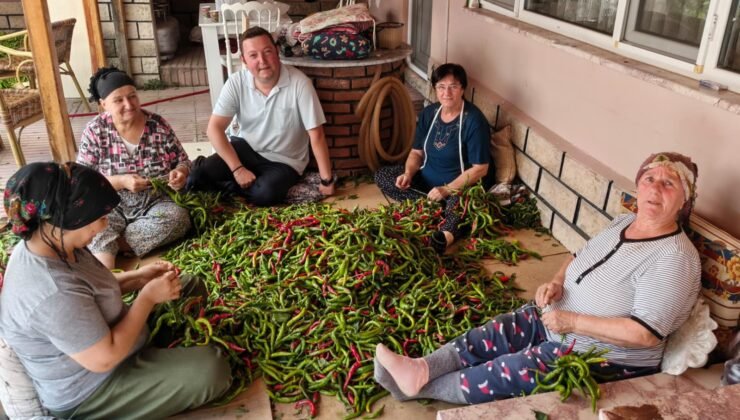 Karaağaç acı biberine kurutma mesaisi