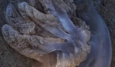 Denizanaları Saros’da