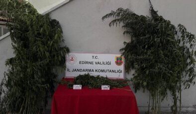 Kenevirleri sularken, suçüstü yakalandı!