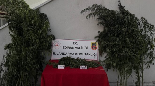 Kenevirleri sularken, suçüstü yakalandı!