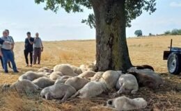 Yıldırım mağduru üreticiye ‘yardım kampanyası’