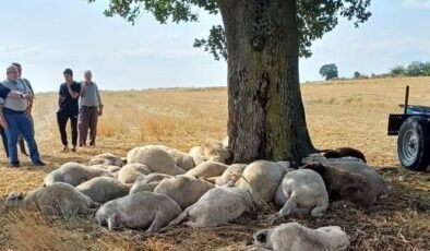 Yıldırım mağduru üreticiye ‘yardım kampanyası’