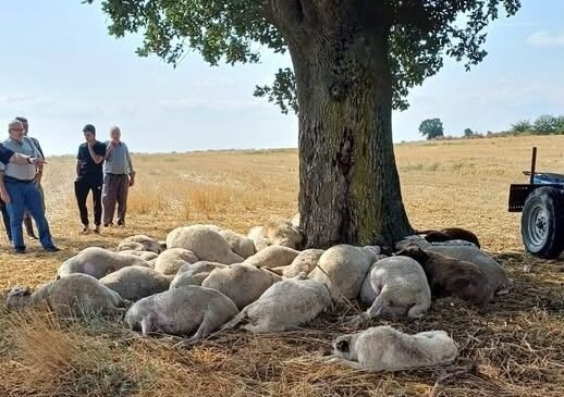 Yıldırım mağduru üreticiye ‘yardım kampanyası’
