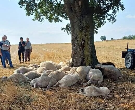 Yıldırım mağduru üreticiye ‘yardım kampanyası’