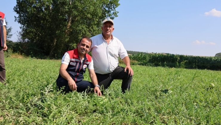 TAKE projesiyle karpuz üretimi