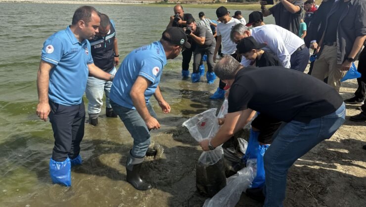Tayakadın göletine 5 bin yavru sazan!
