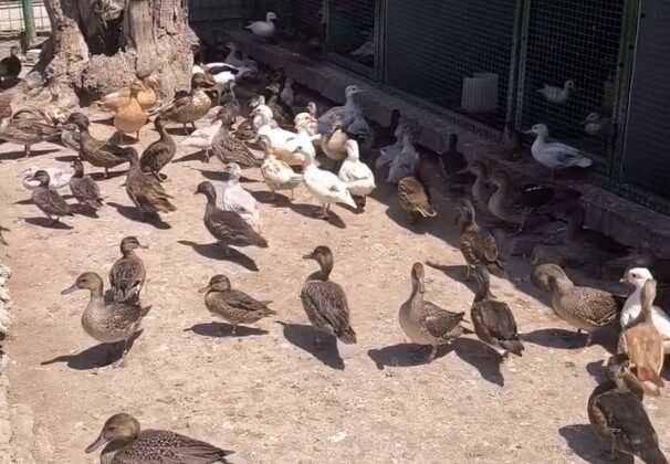 Çiftlikte 257 yabani kanatlı kuş!