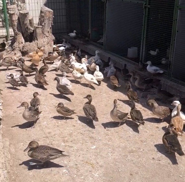 Geçerli görselin alternatif metni yok. Dosya adı: yabani-hayvan-4.jpeg